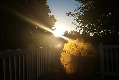 A sun setting behind trees and an umbrella.